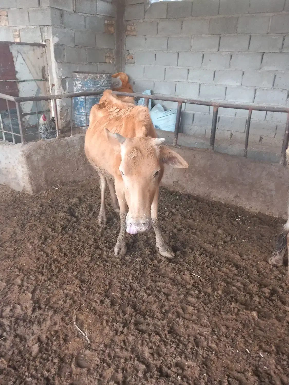 گاو|حیوانات مزرعه|مسجد سلیمان, |دیوار