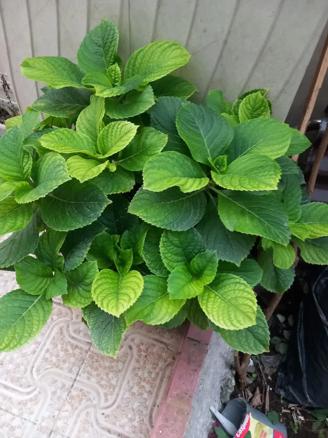 فروش تعدادی گل های زیبا آپارتمانی و مقاوم|گل و گیاه طبیعی|لاهیجان, مهرگان|دیوار