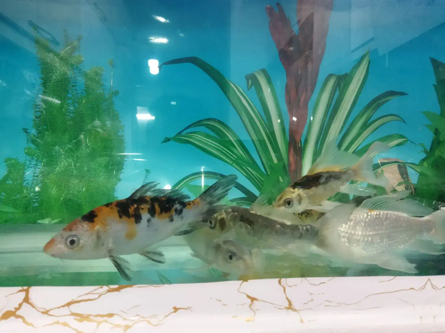 کوی فیش|ماهی|تبریز, |دیوار