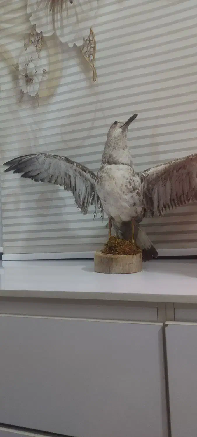 مجسمه پرنده|مجسمه، تندیس، ماکت|تهران, نعمت‌آباد|دیوار