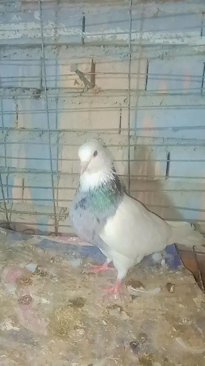 تعدادی کبوتر از هر نظر آلی|پرنده|دلند, |دیوار