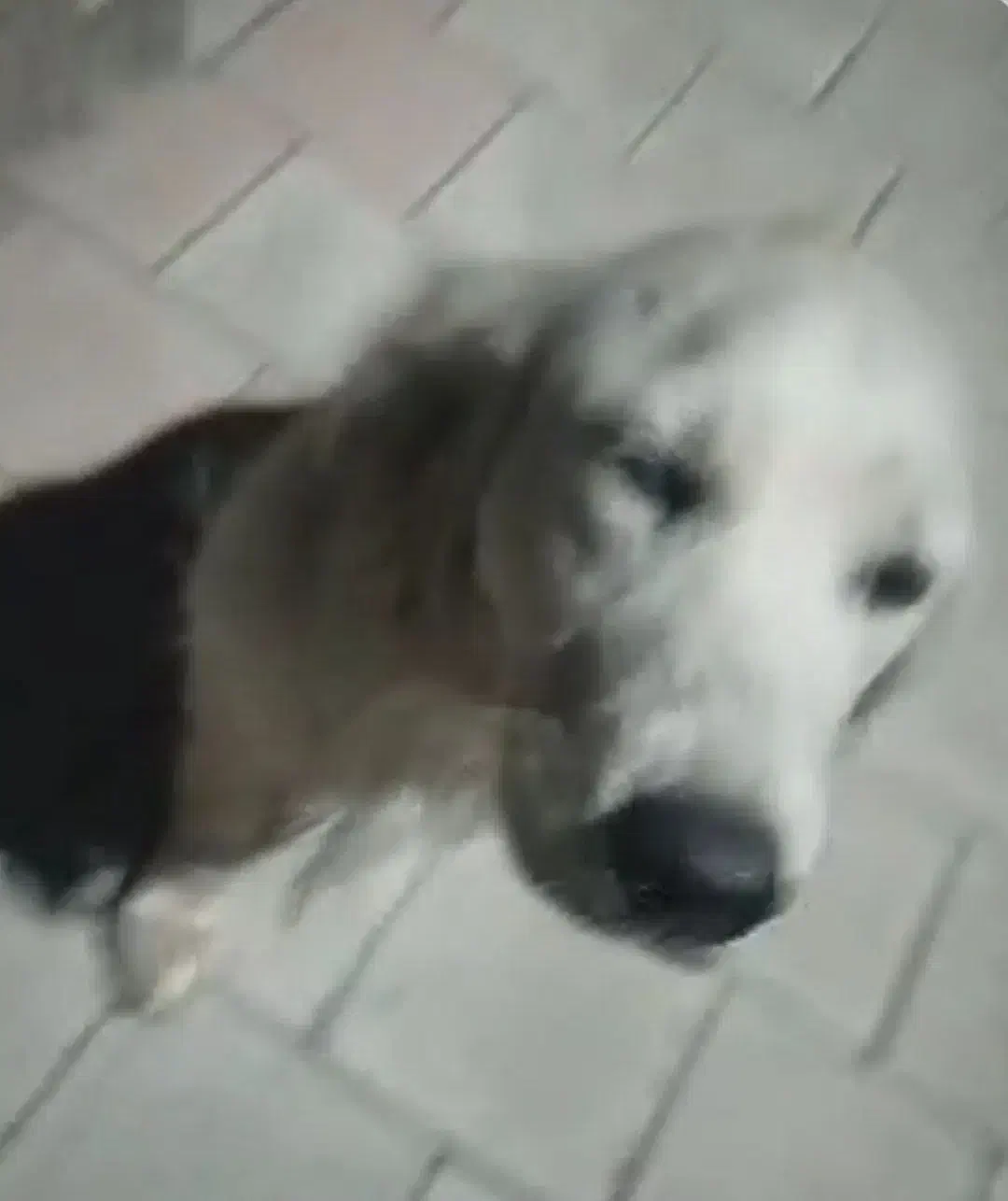 سگ ماده ، گم،شده|سگ|اشتهارد, |دیوار