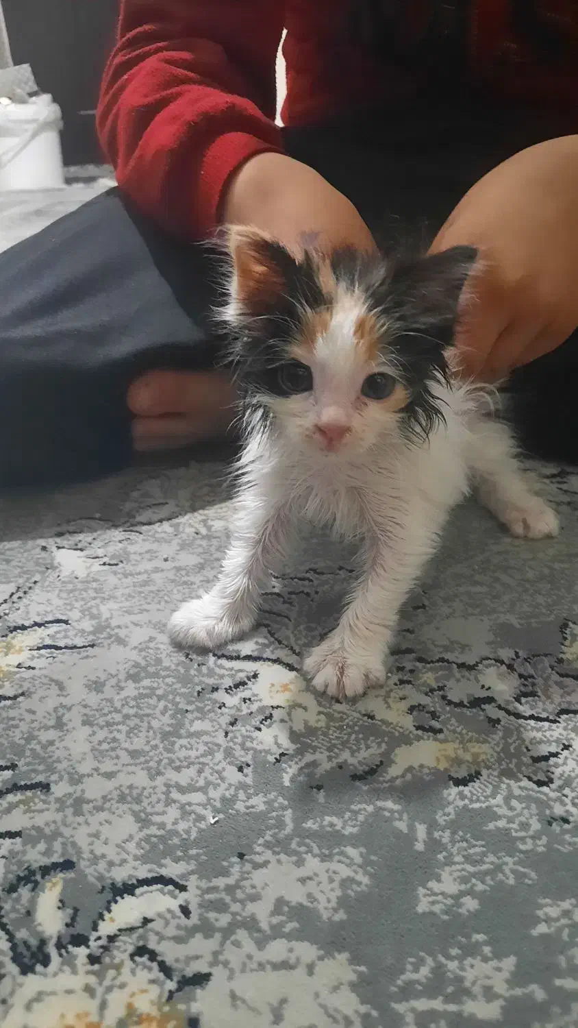 گربه خاص lhd باهوش زرنگ|گربه|قدس, شهرقدس|دیوار