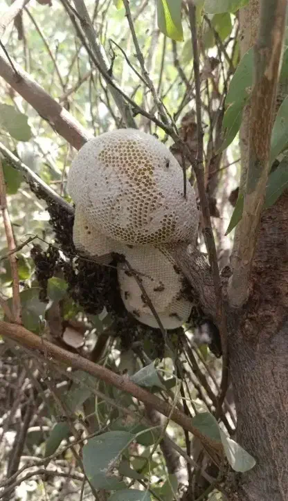 عسل طبیعی درجه یک به شرط ارسال از خوزستان|خوردنی و آشامیدنی|جلفا, |دیوار