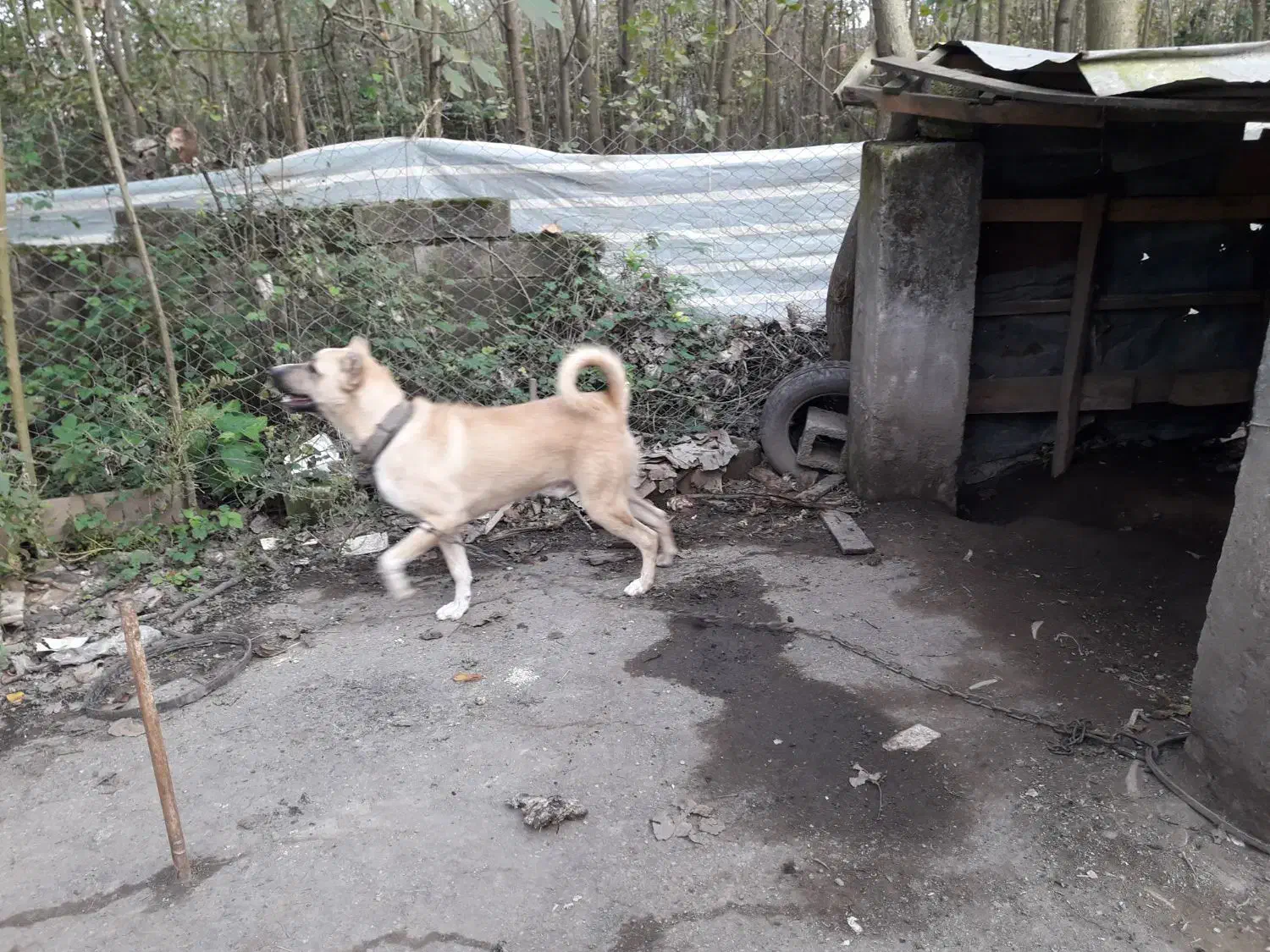 سرابی|سگ|رودبنه, |دیوار