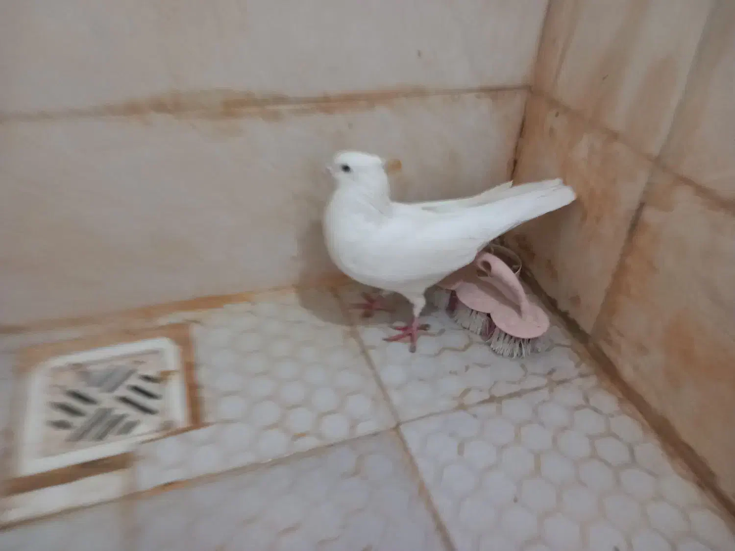 سفید اراکی|پرنده|اهواز, کوی پیروزی|دیوار