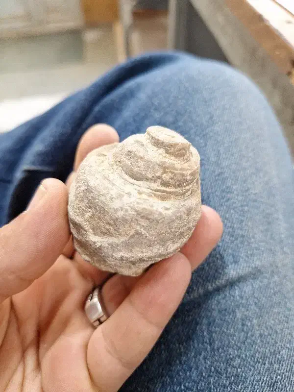 فسیل حلزونی سنگی|کلکسیون اشیاء عتیقه|پلدختر, |دیوار