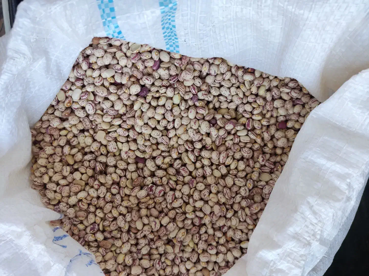 لوبیا چیتی|حراج|کازرون, |دیوار