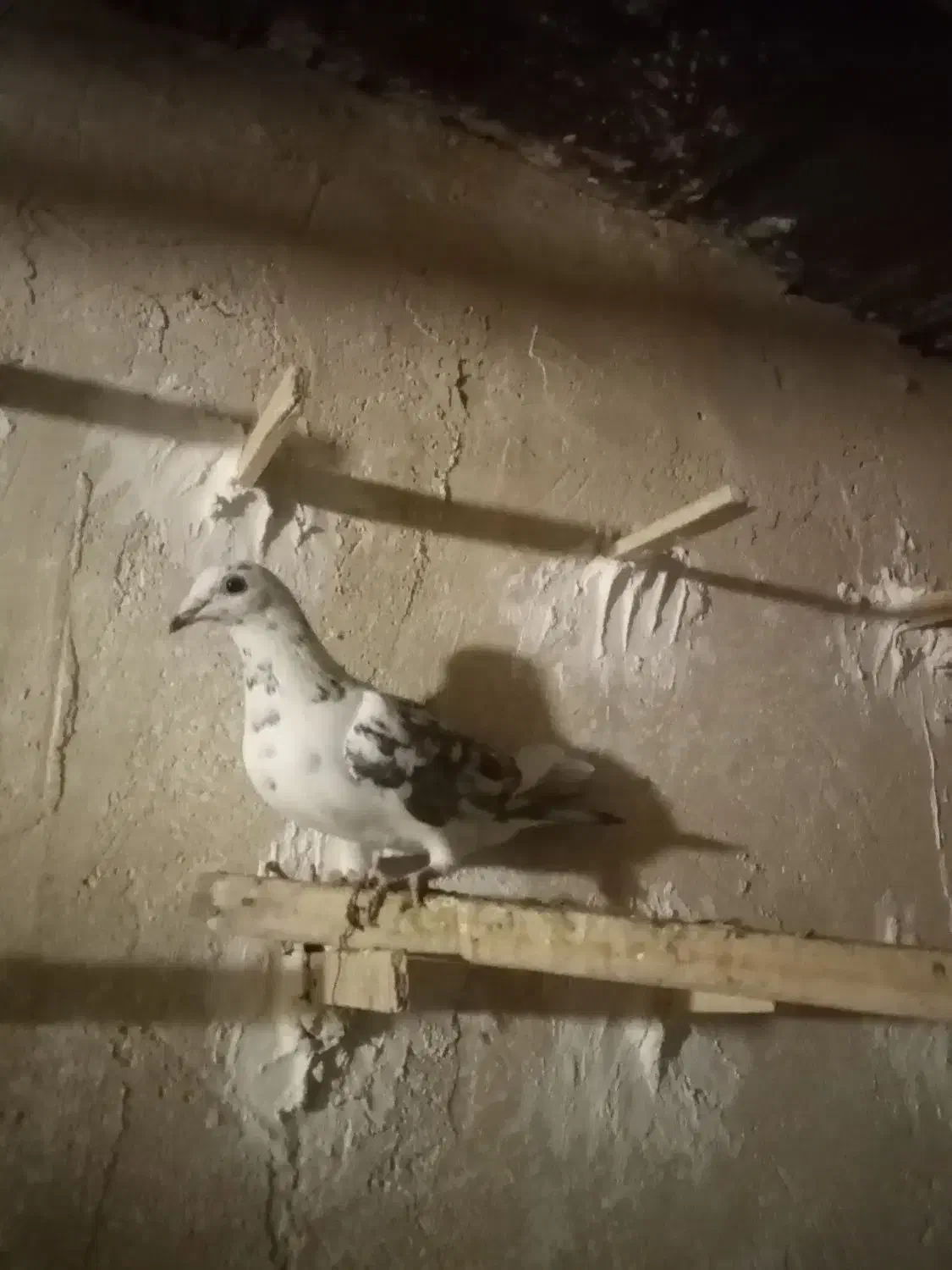 کفتر صید|پرنده|کاشمر, |دیوار