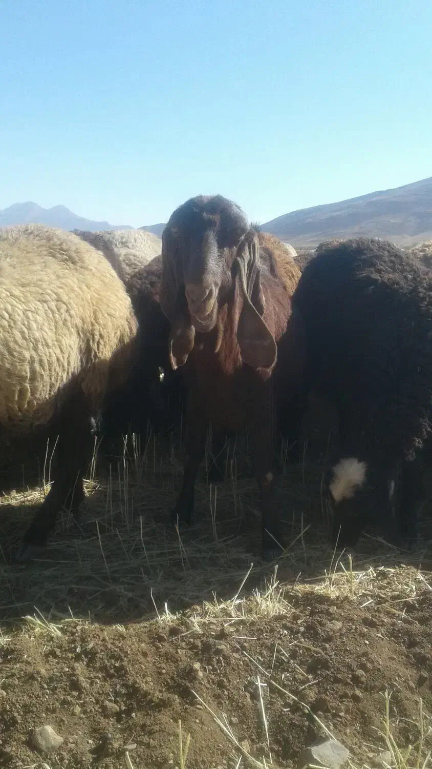 دوراس بز عال مژدی گت شیرا|حیوانات مزرعه|خمین, |دیوار