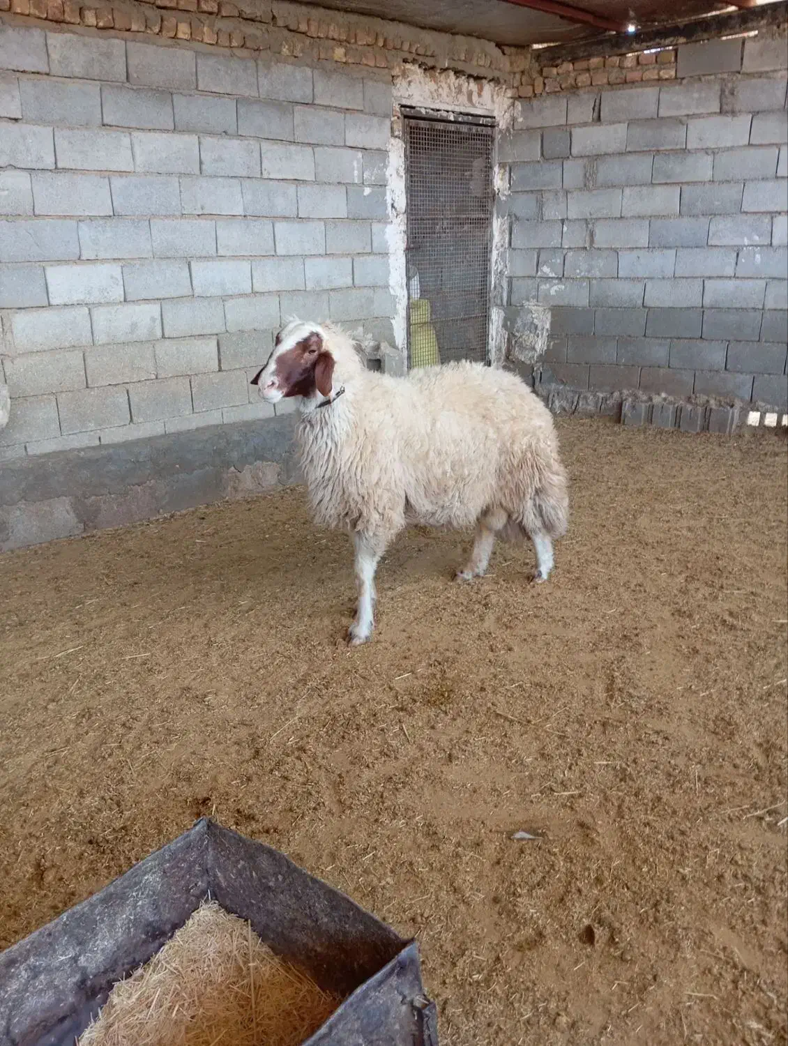 ۳راس شیشک قوچ سنجابی|حیوانات مزرعه|سرپل ذهاب, |دیوار