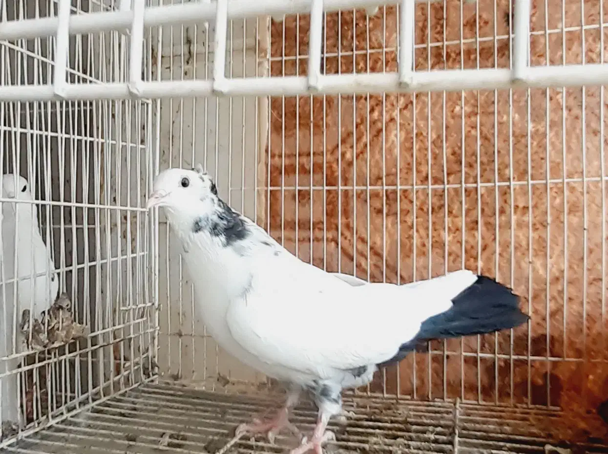 دمبی|پرنده|بجنورد, |دیوار