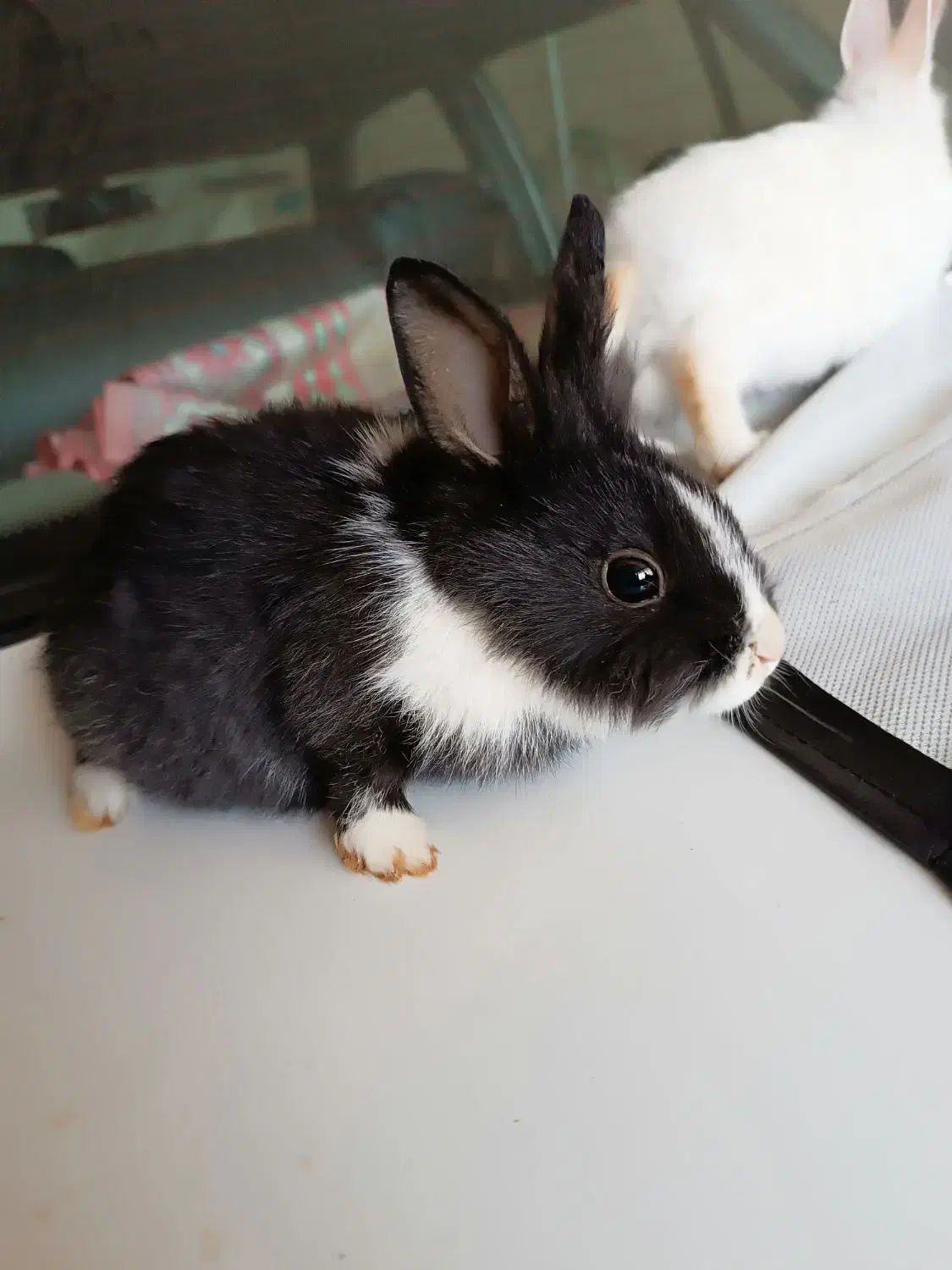 خرگوش|موش و خرگوش|فراغی, |دیوار