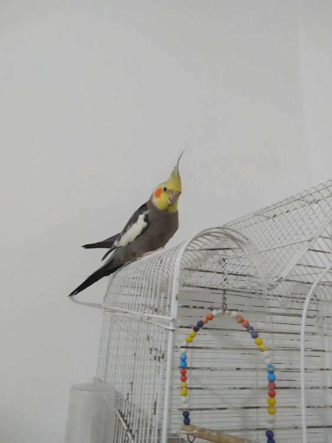 عروس هلندی نر یک میلیون باقفس|پرنده|سیاهکل, |دیوار