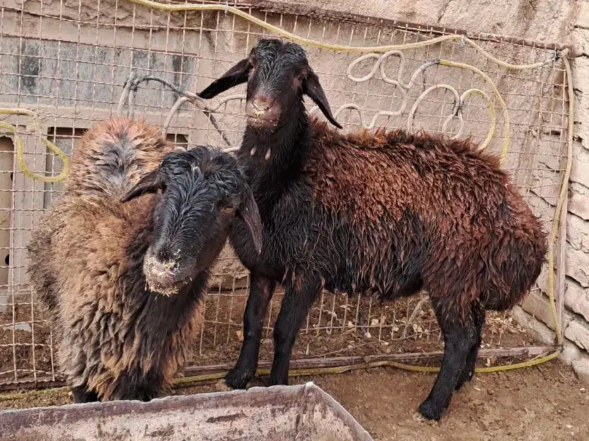 بره ماده افشار|حیوانات مزرعه|فیروزه, |دیوار