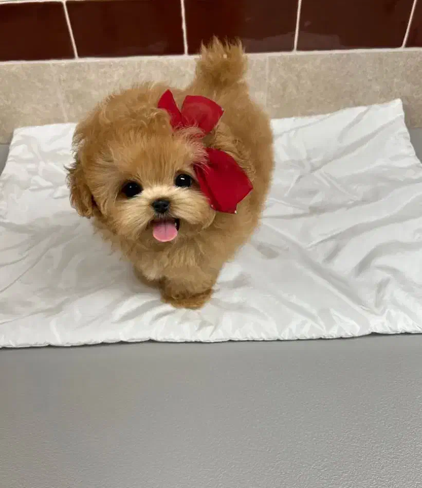 سگ زیبا|سگ|کرمان, |دیوار