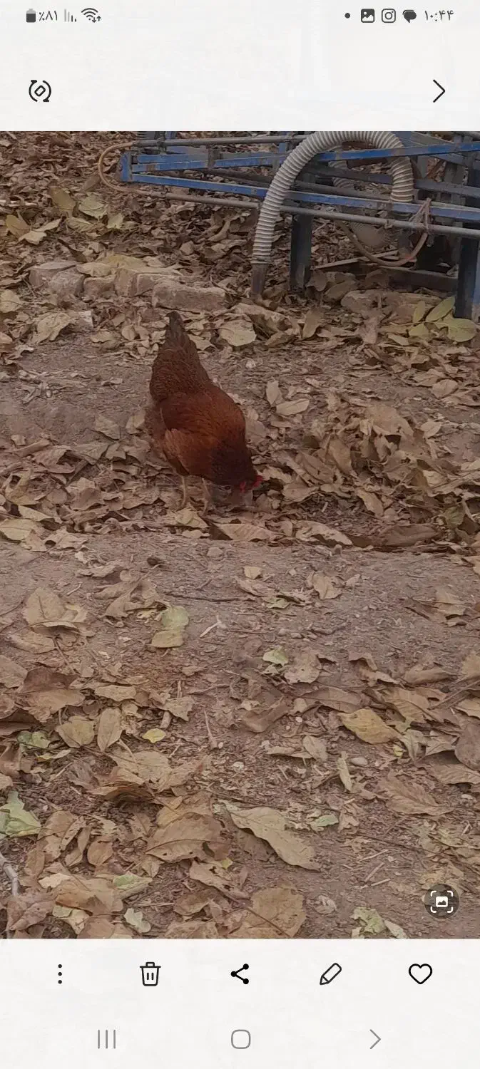 مرغ وفریک های امسال ۴تا سالم|حیوانات مزرعه|محمدیه-قزوین, |دیوار