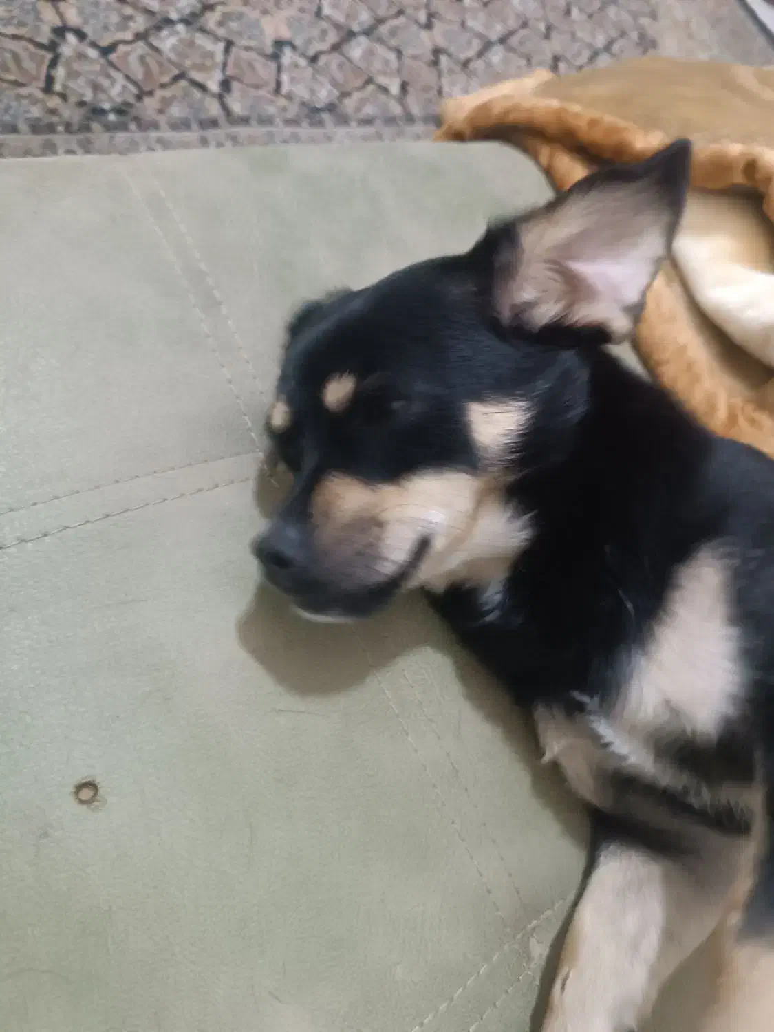 واگذاری یک پت ۸ماهه|سگ|شاهینشهر, سعدی جنوبی|دیوار