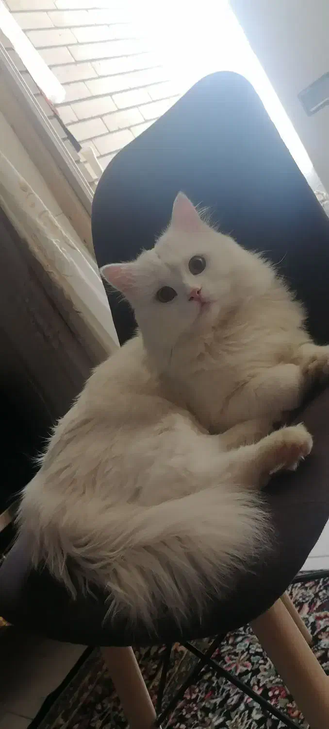 واگذاری گربه|گربه|کرمان, |دیوار