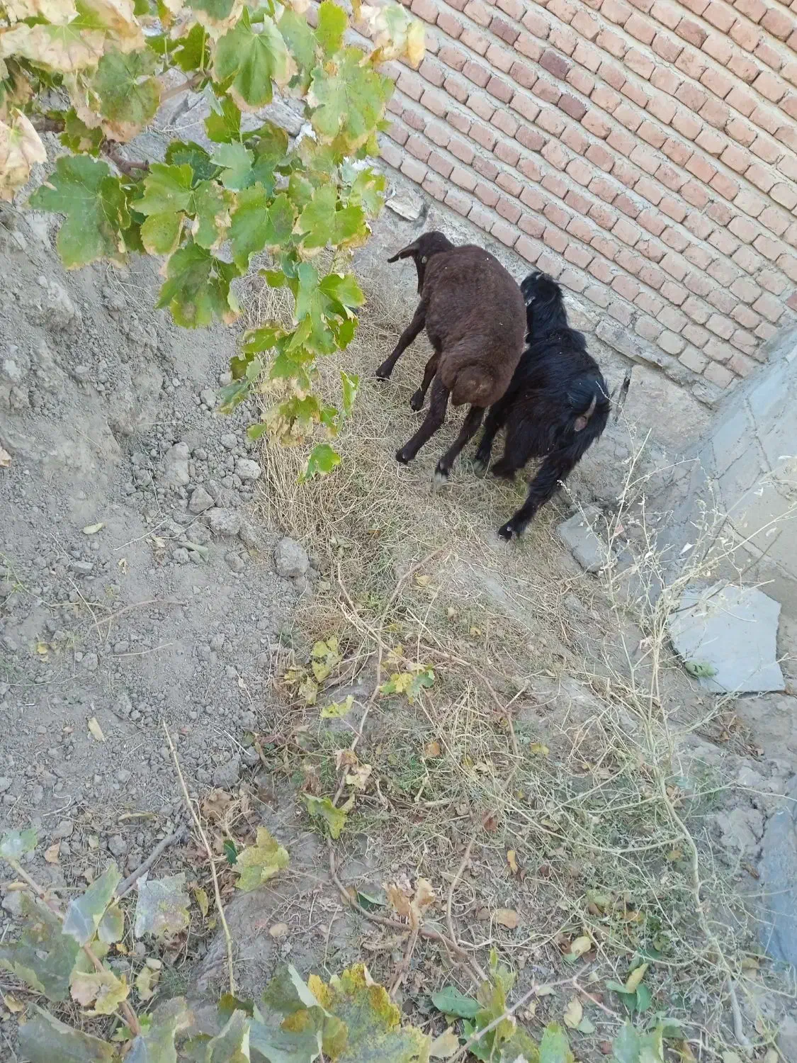 یک بره ماده ویک بزغاله ماده|حیوانات مزرعه|میاندوآب, |دیوار