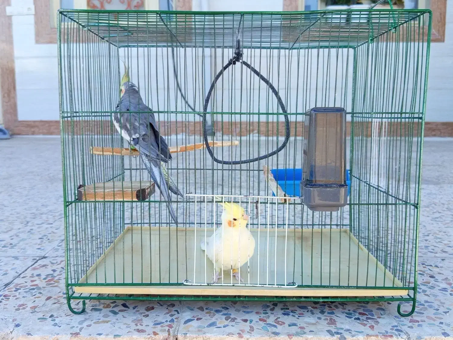 پرنده عروس هلندی مولد|پرنده|رومشکان, |دیوار