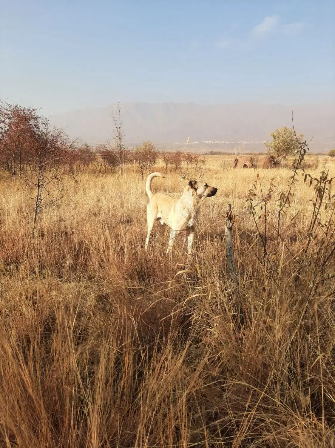 سگ گله|سگ|تسوج, |دیوار