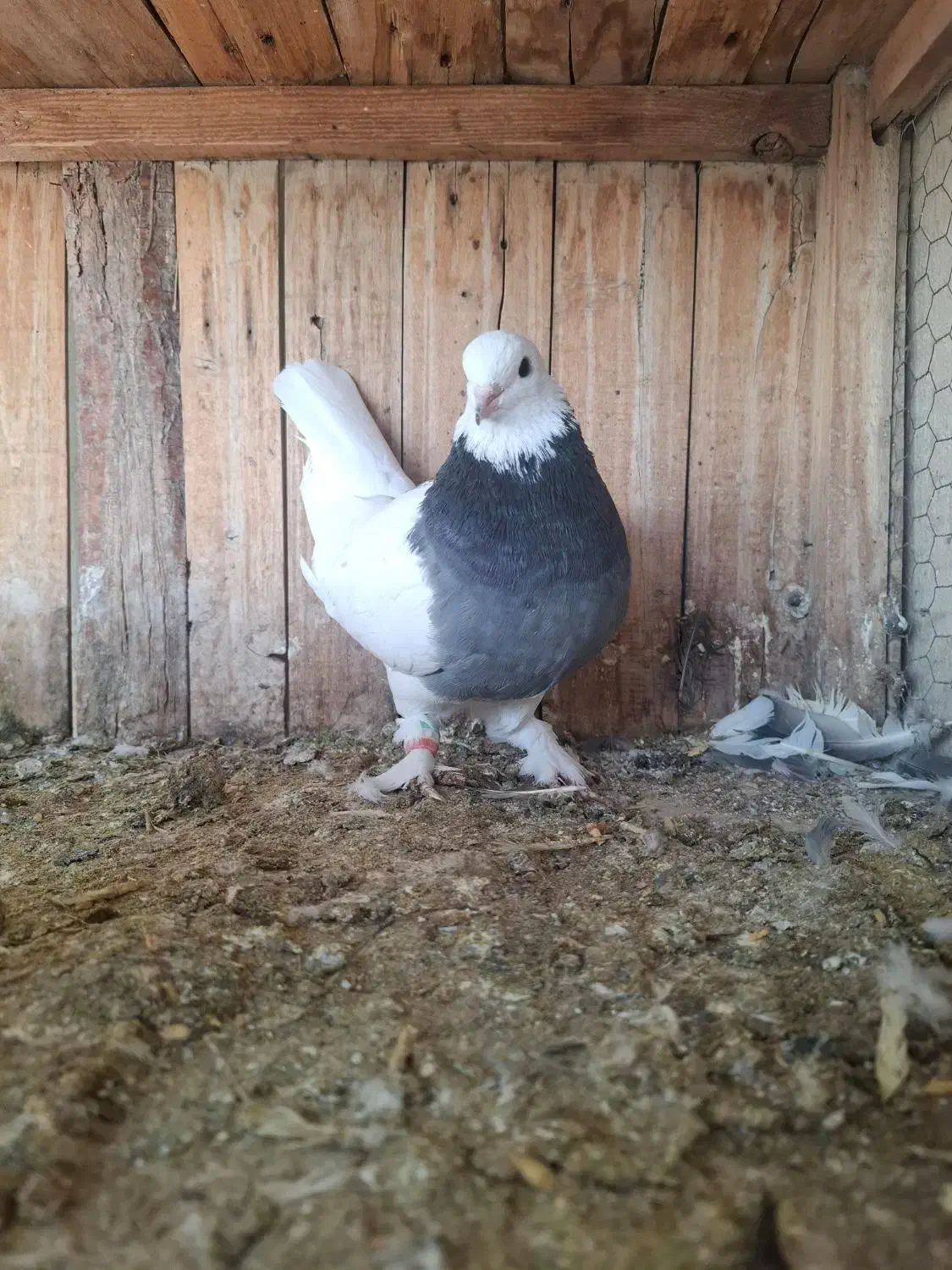 طوقی،رواعب|پرنده|قم, شهرک مهدیه (مدرس)|دیوار