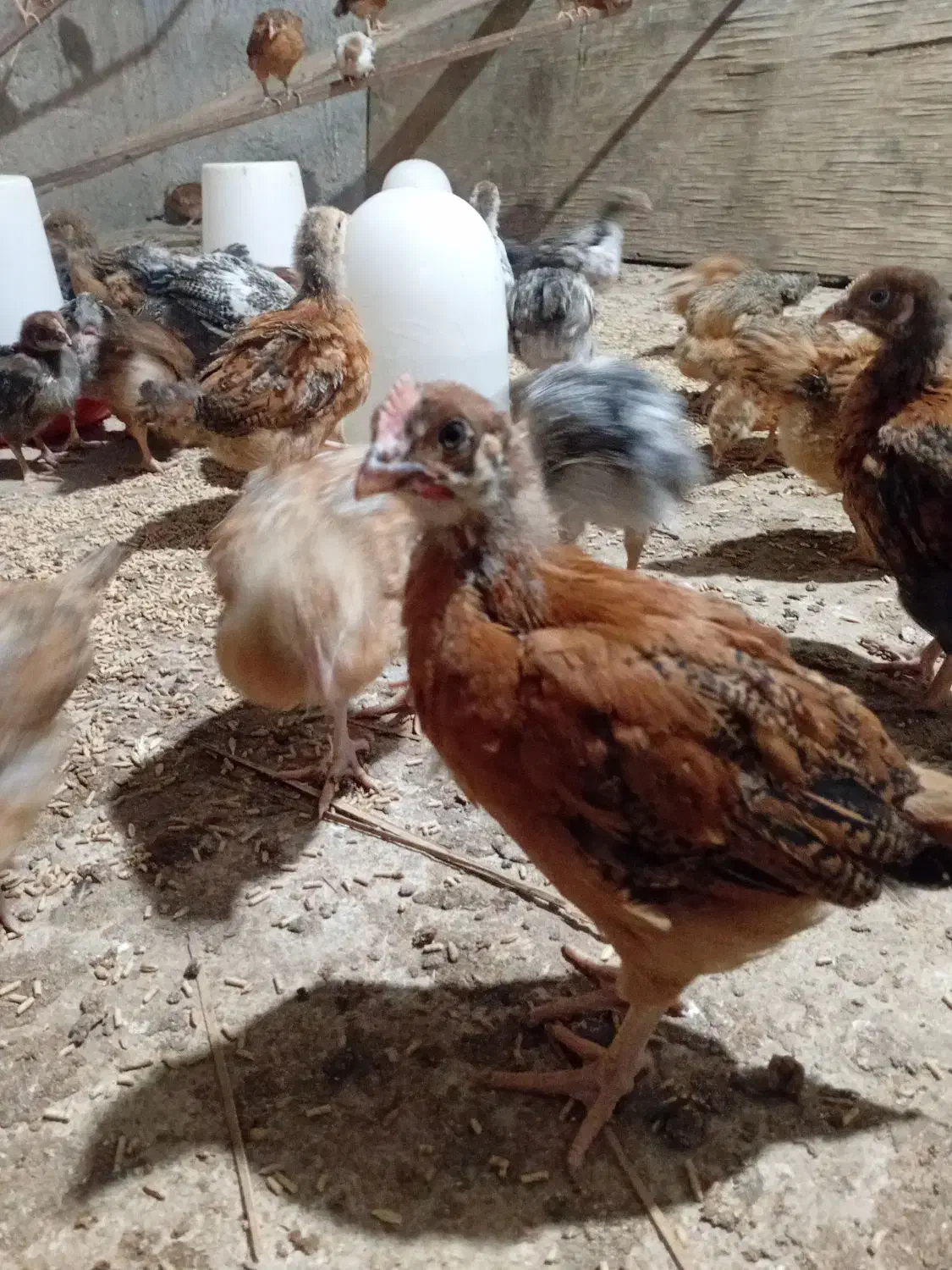 جوجه مرغ|حیوانات مزرعه|کاکی, |دیوار