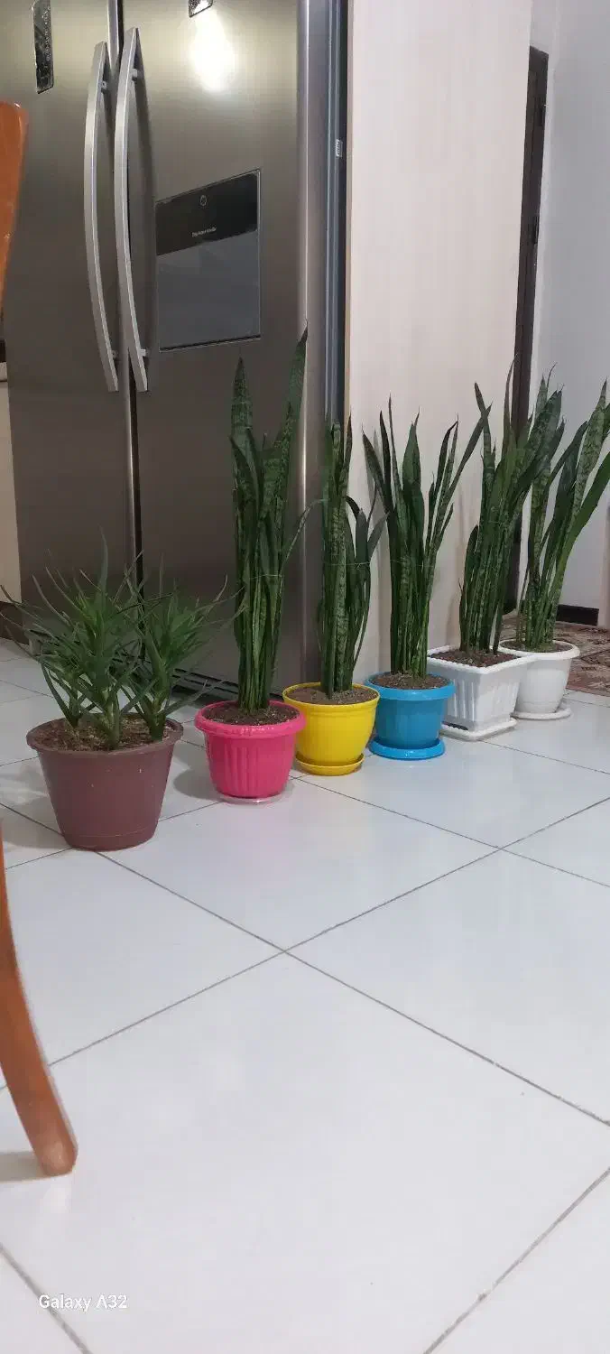 گل وگلدان آپارتمانی|گل و گیاه طبیعی|گرمدره, |دیوار