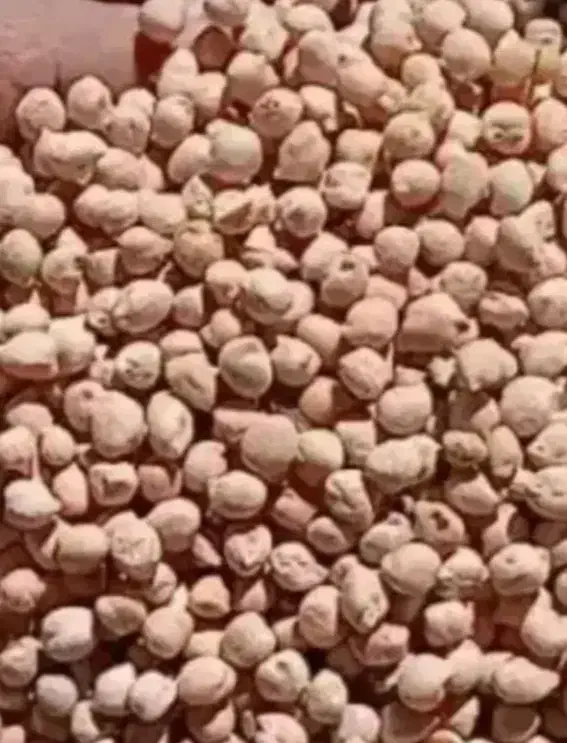 نخود ریز چگنی|خوردنی و آشامیدنی|چگنی, |دیوار