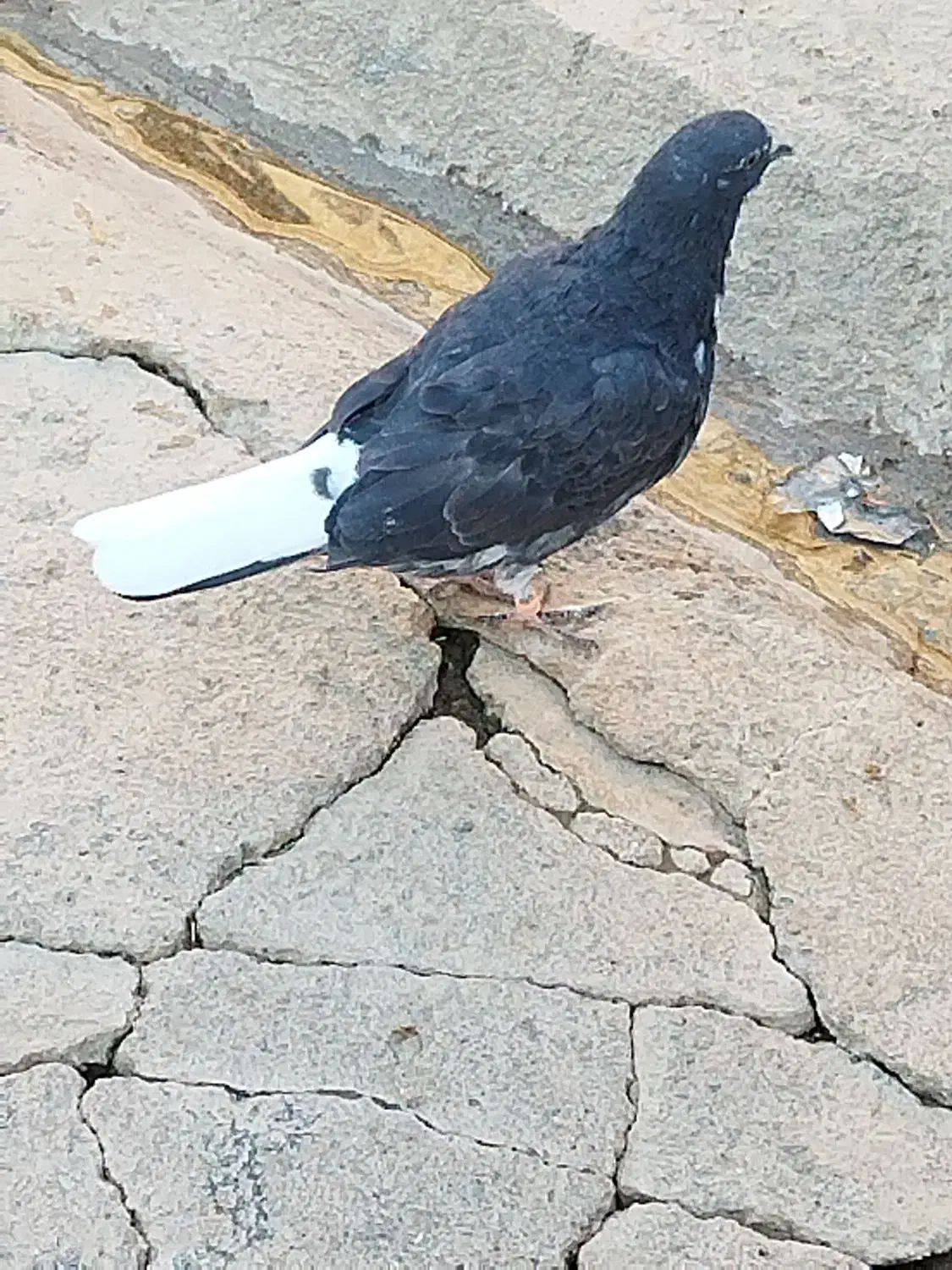 کبوترپرشتی|پرنده|کوهدشت, |دیوار