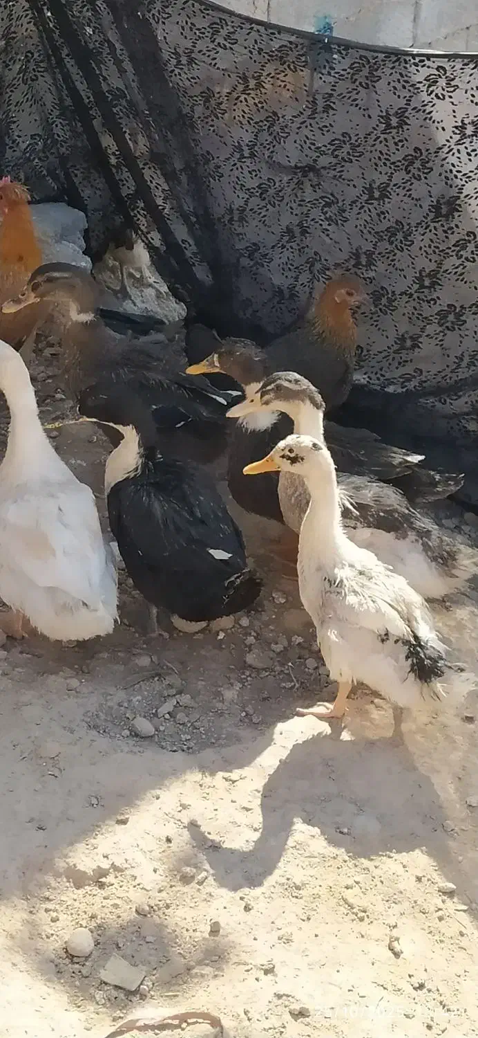 اردک|حیوانات مزرعه|منج, |دیوار