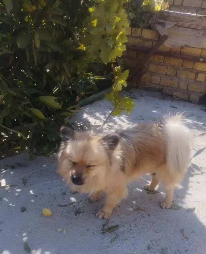 سگ پامرانین روباهی|سگ|مرودشت, زنگی آباد|دیوار