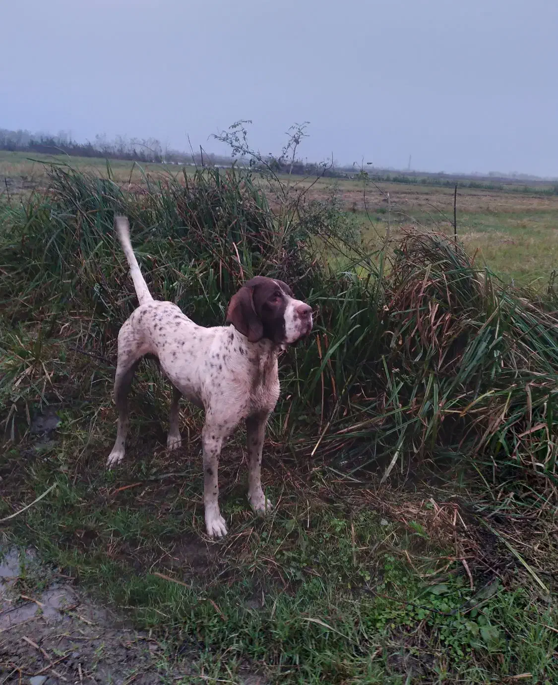 سک شکاری به فروش می‌رسد|سگ|رشت, نظری|دیوار