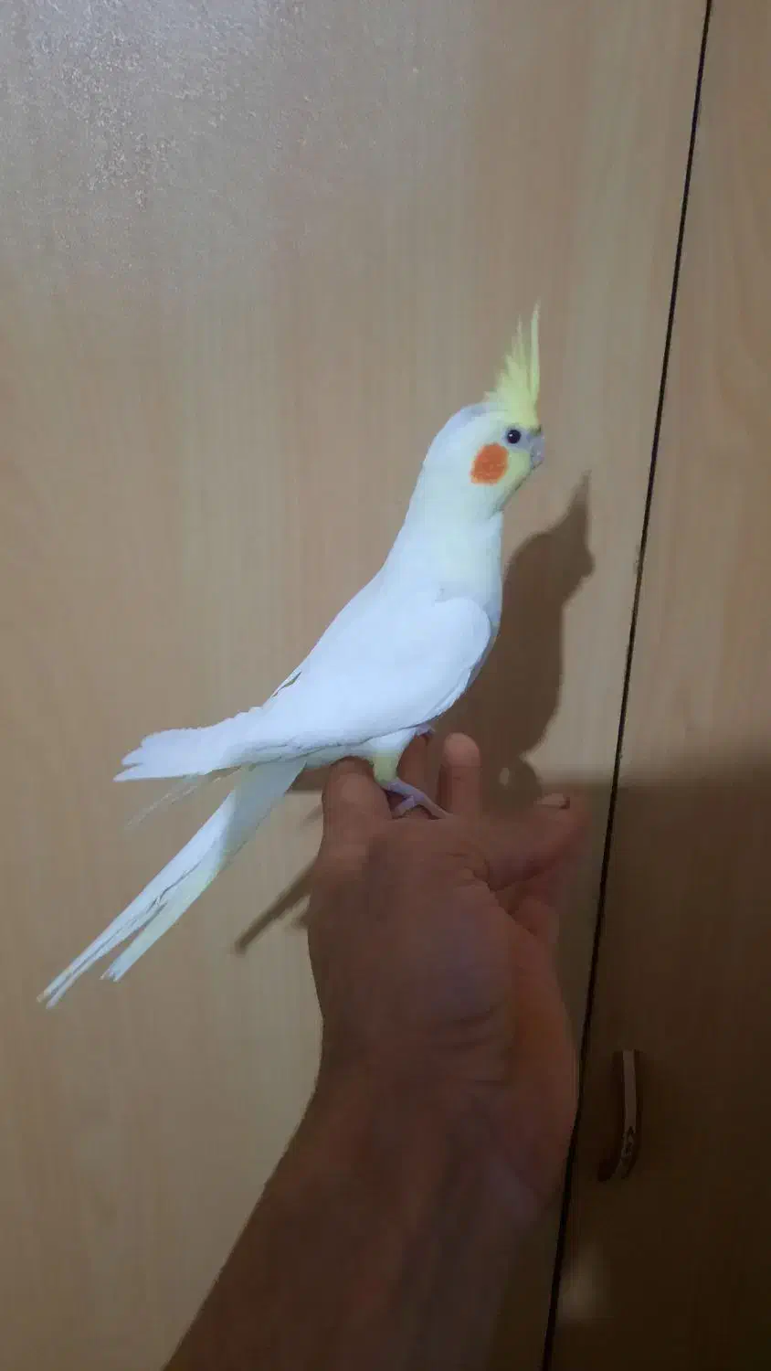 جوجه طوطی عروس|پرنده|سنگر, |دیوار