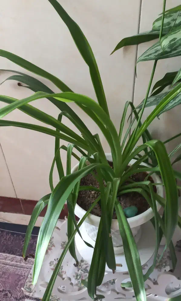 گل طبیعی|گل و گیاه طبیعی|پاکدشت, خاتون آباد|دیوار