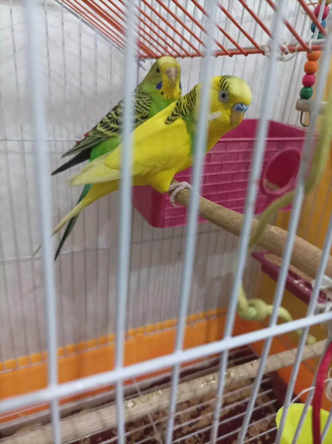 جفت مرغ عشق انگلیسی اصل|پرنده|جیرفت, |دیوار