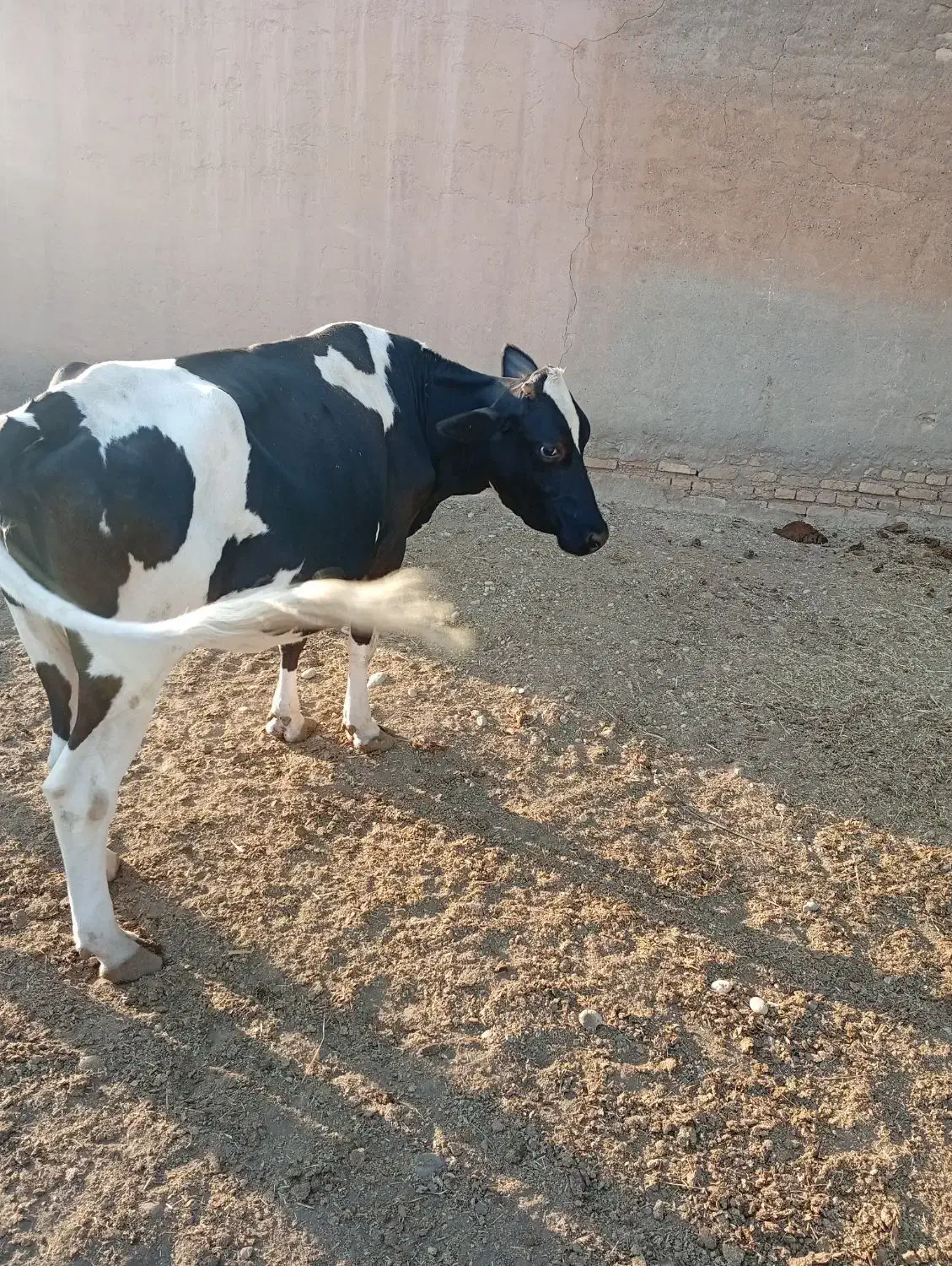 گاو و شنگل|حیوانات مزرعه|شوشتر, |دیوار