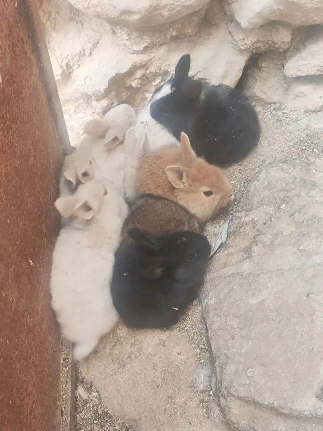 توله خرگوش|موش و خرگوش|باشت, |دیوار