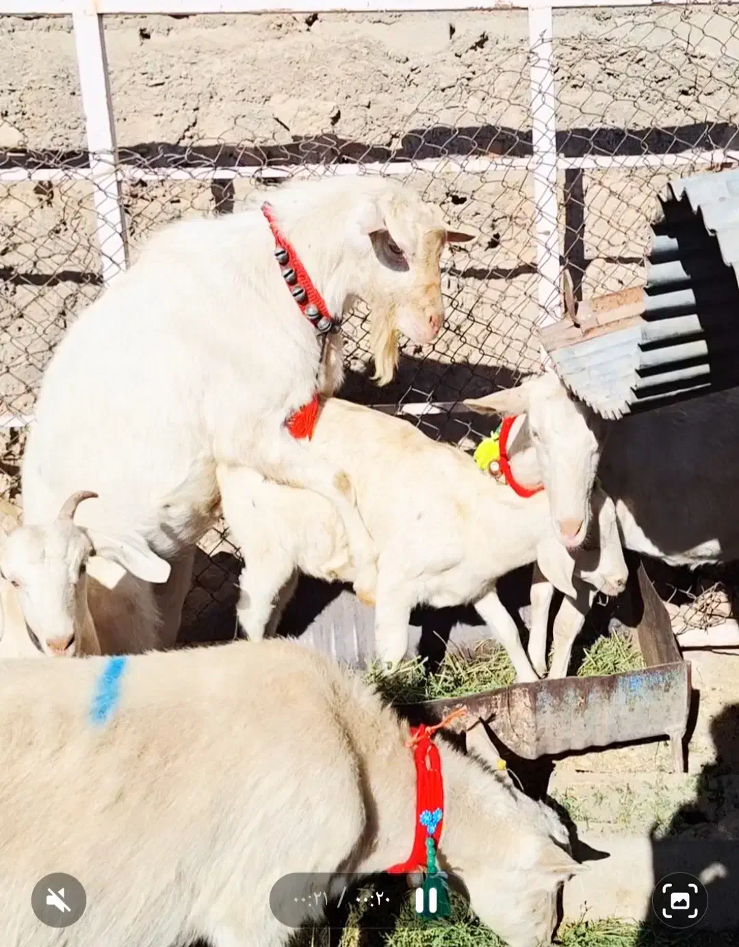 بزن سانن فرانسوی|حیوانات مزرعه|کنگاور, |دیوار