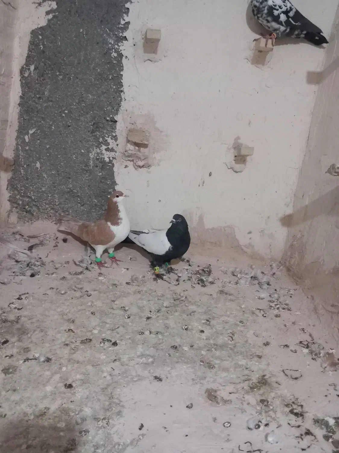 دوتا صید شب|پرنده|تایباد, |دیوار