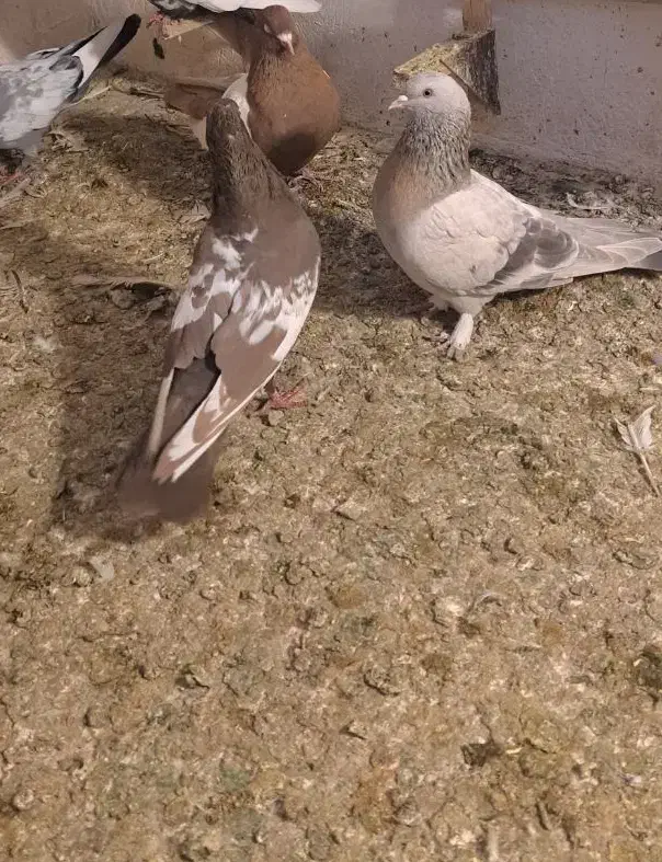 سینه|حراج|شیراز, شهرک مهدیه|دیوار