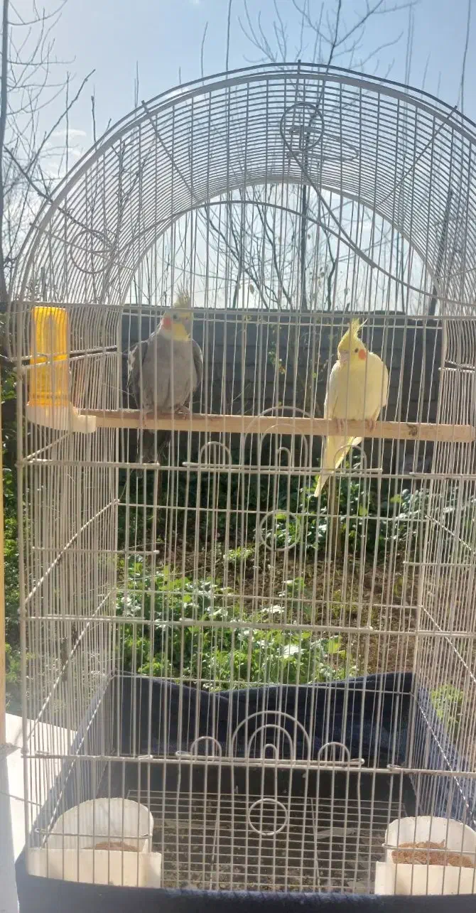 یک جفت عروس بالغ|پرنده|رشت, جانبازان|دیوار