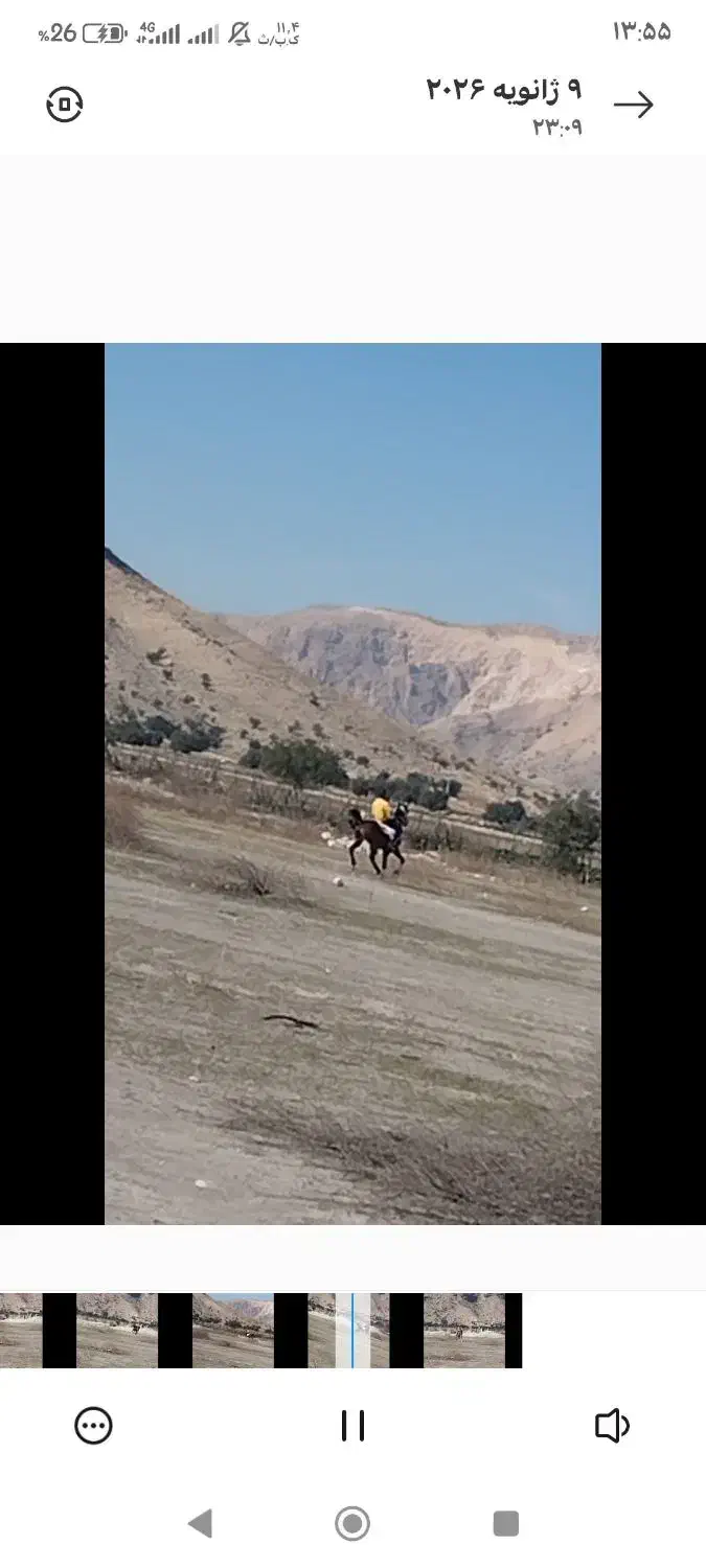 کره اسب مادیون|اسب و تجهیزات اسب‌سواری|کازرون, |دیوار