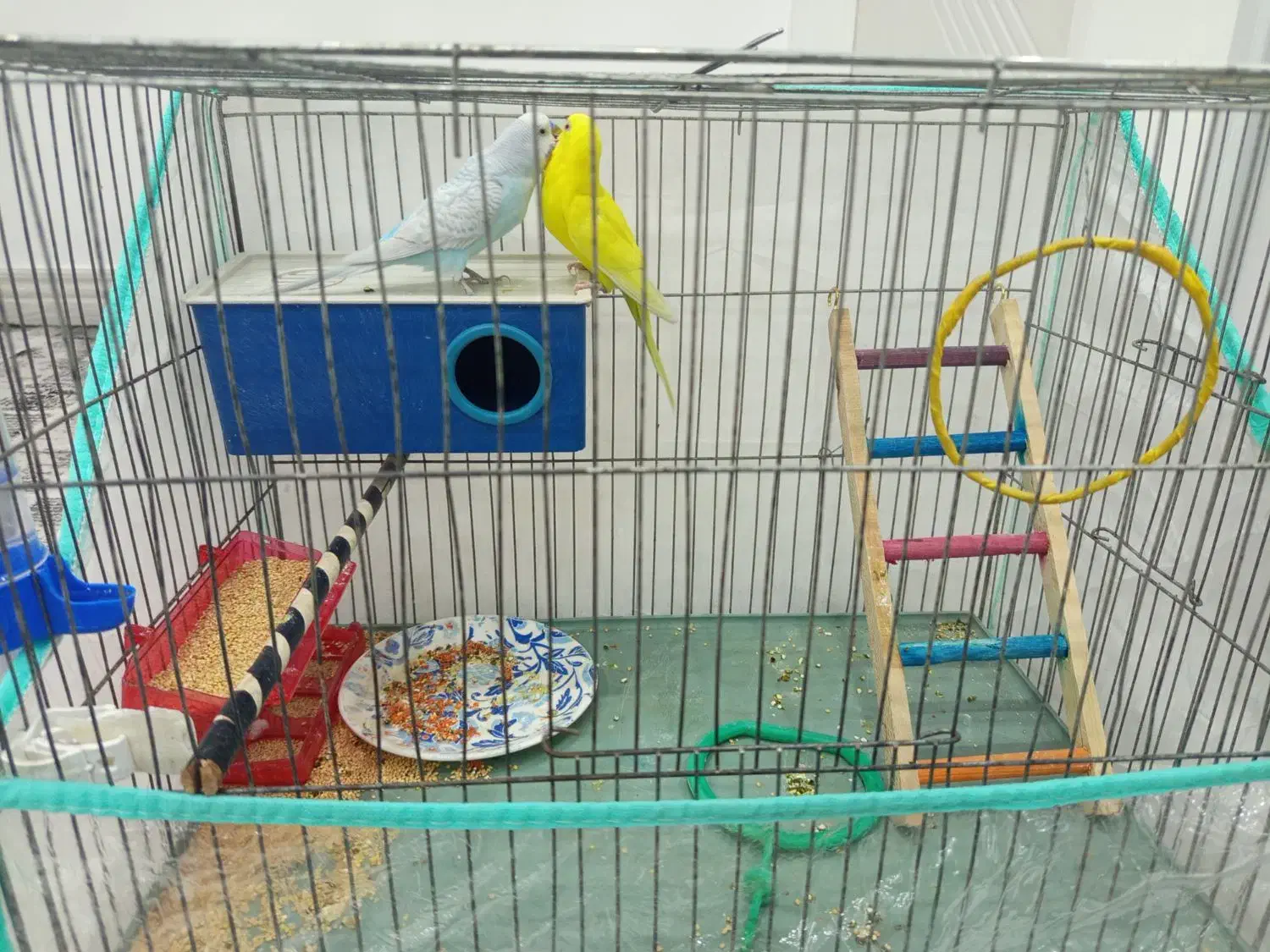 مرغ عشق جفت|پرنده|سیرجان, |دیوار