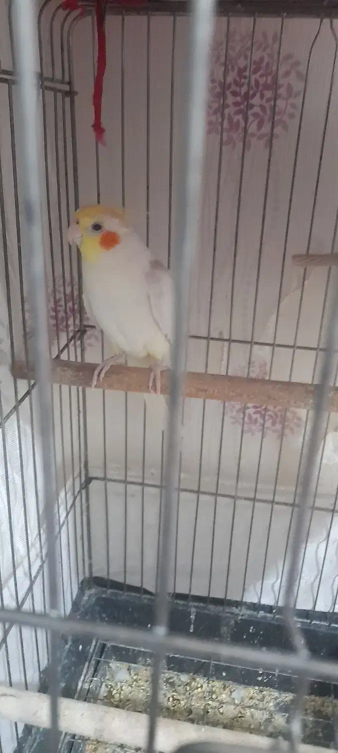 طوطی عروس و مرغ عشق|پرنده|قزوین, |دیوار