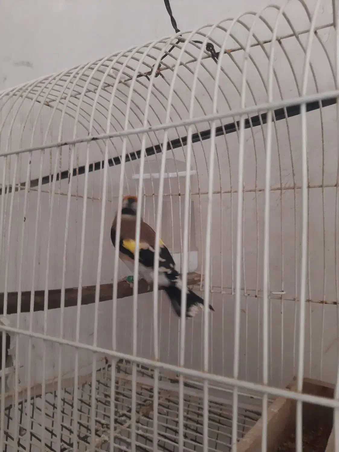 سهره دوسال قفس|پرنده|سنندج, |دیوار