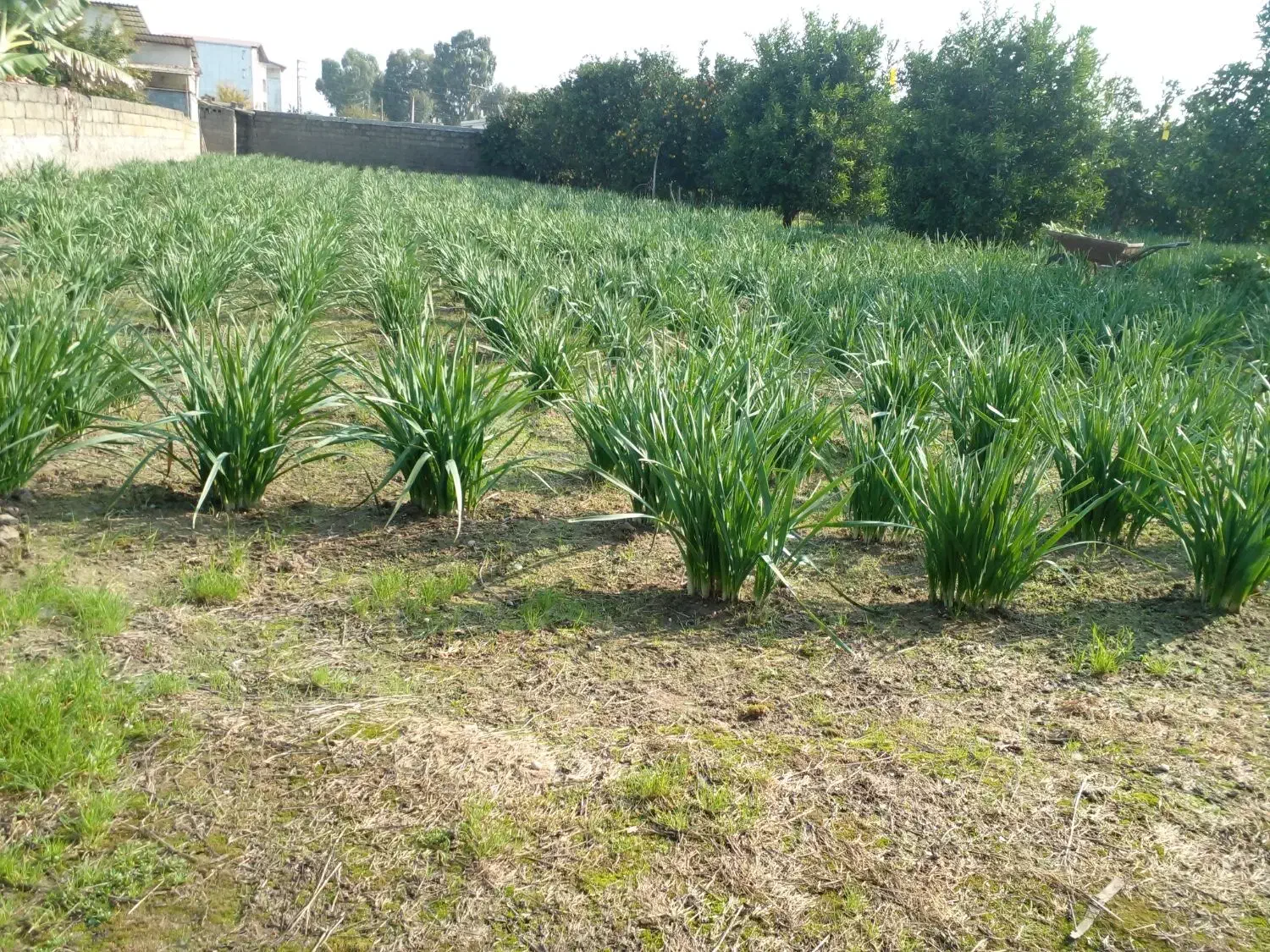 باغ گل نرگس|گل و گیاه طبیعی|بابلسر, |دیوار