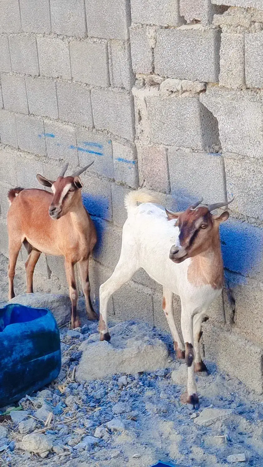 بز دوقلوزا|حیوانات مزرعه|چابهار, |دیوار