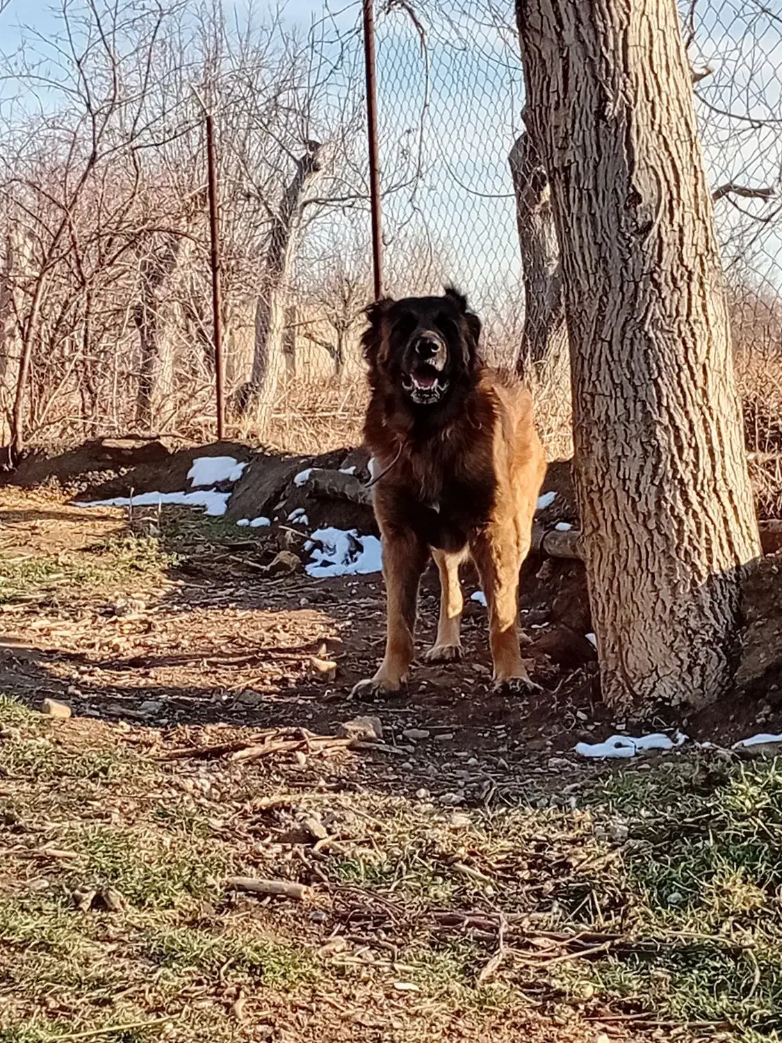 سرابی ذات قدیم|سگ|ابهر, |دیوار